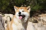 AKITA INU 245